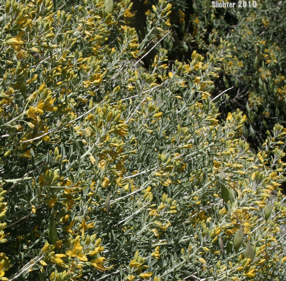 Bladderpod, Bladderpod Spiderflower: Peritoma arborea var. angustata (Synonym: Isomeris arborea var. angustata)
