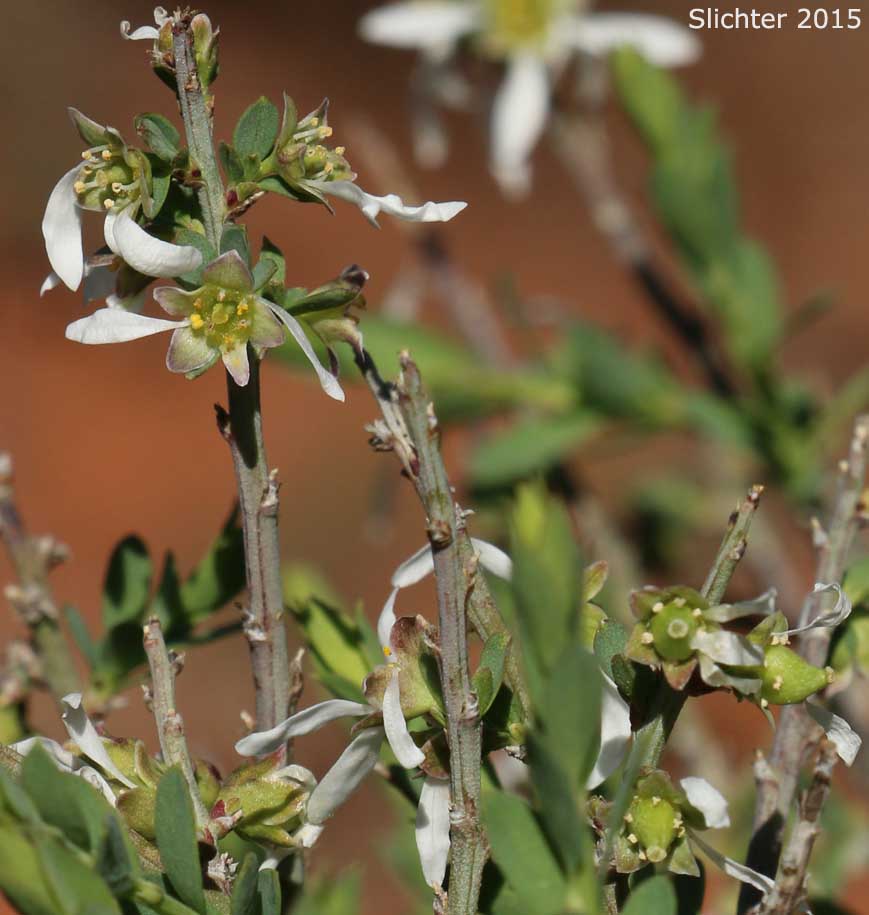 Spiny Greasebush: Glossopetalon spinescens