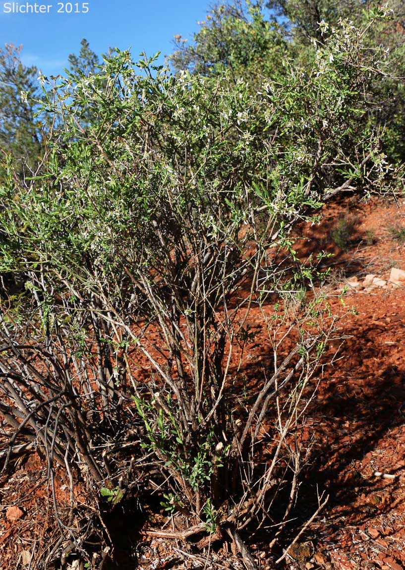 Spiny Greasebush: Glossopetalon spinescens