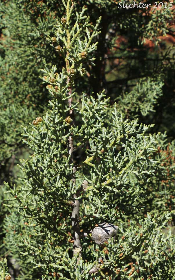Arizona Cypress: Cupressus arizonica (Synonyms: Callitropsis arizonica, Cupressus arizonica ssp. arizonica, Hesperocyparis arizonica, Neocupressus arizonica)