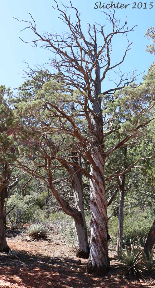 Arizona Cypress: Cupressus arizonica (Synonyms: Callitropsis arizonica, Cupressus arizonica ssp. arizonica, Hesperocyparis arizonica, Neocupressus arizonica)