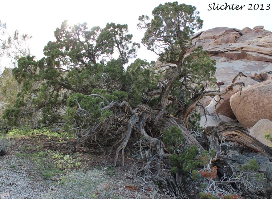 California Juniper: Juniperus californica (Synonyms: Juniperus cedrosiana, Juniperus cerrosianus, Juniperus pyriformis, Sabina californica)