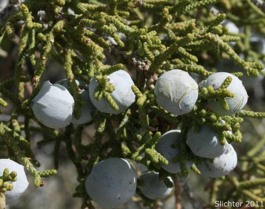 California Juniper: Juniperus californica (Synonyms: Juniperus cedrosiana, Juniperus cerrosianus, Juniperus pyriformis, Sabina californica)