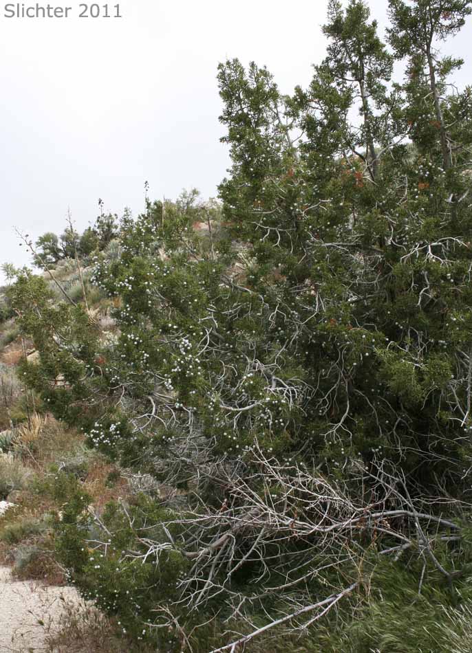 California Juniper: Juniperus californica (Synonyms: Juniperus cedrosiana, Juniperus cerrosianus, Juniperus pyriformis, Sabina californica)