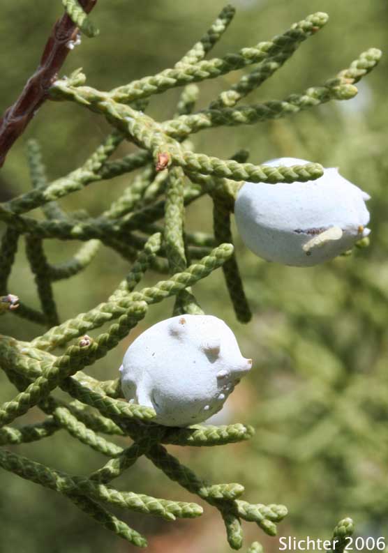 Needles and fruit of California Juniper: Juniperus californica (Synonyms: Juniperus cedrosiana, Juniperus cerrosianus, Juniperus pyriformis, Sabina californica)