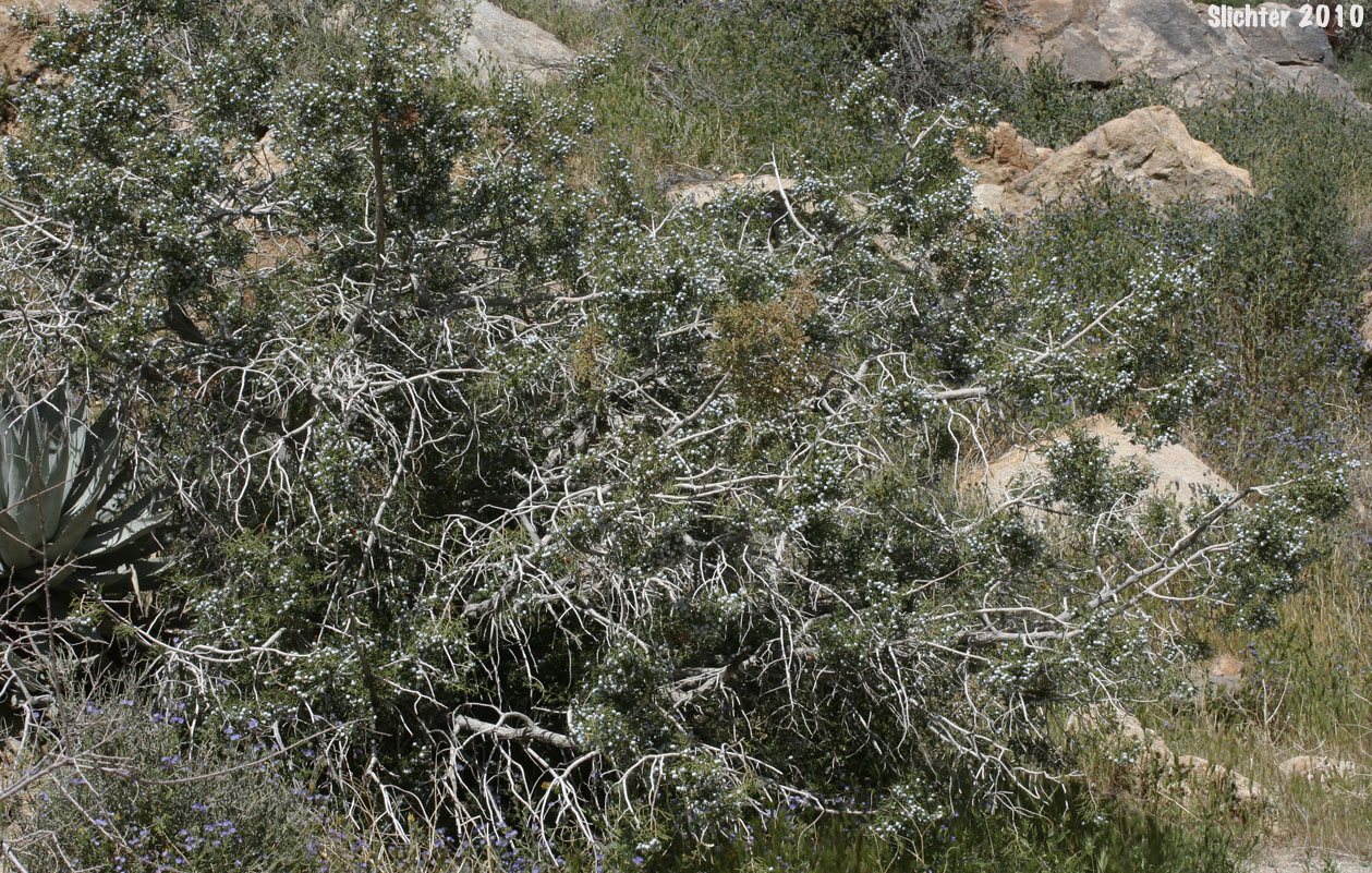 California Juniper: Juniperus californica (Synonyms: Juniperus cedrosiana, Juniperus cerrosianus, Juniperus pyriformis, Sabina californica)
