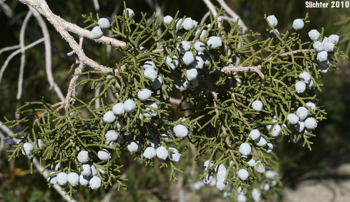 California Juniper: Juniperus californica (Synonyms: Juniperus cedrosiana, Juniperus cerrosianus, Juniperus pyriformis, Sabina californica)
