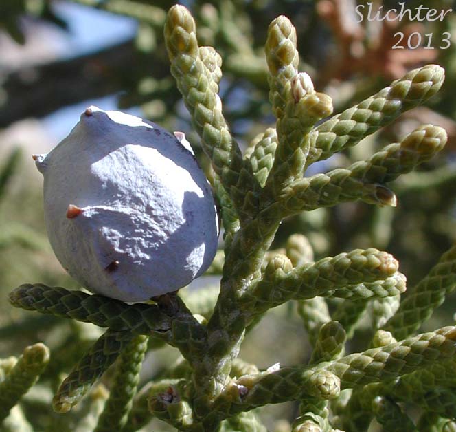 California Juniper: Juniperus californica (Synonyms: Juniperus cedrosiana, Juniperus cerrosianus, Juniperus pyriformis, Sabina californica)