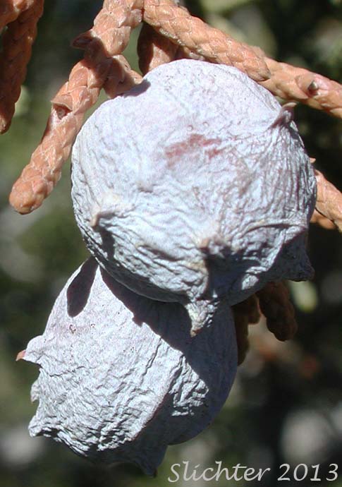 Fruit of California Juniper: Juniperus californica (Synonyms: Juniperus cedrosiana, Juniperus cerrosianus, Juniperus pyriformis, Sabina californica)