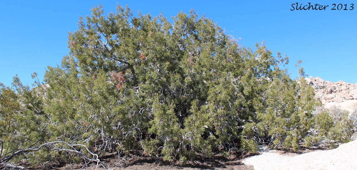 California Juniper: Juniperus californica (Synonyms: Juniperus cedrosiana, Juniperus cerrosianus, Juniperus pyriformis, Sabina californica)
