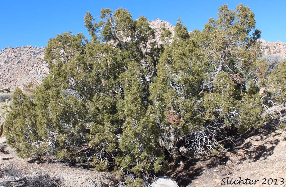California Juniper: Juniperus californica (Synonyms: Juniperus cedrosiana, Juniperus cerrosianus, Juniperus pyriformis, Sabina californica)