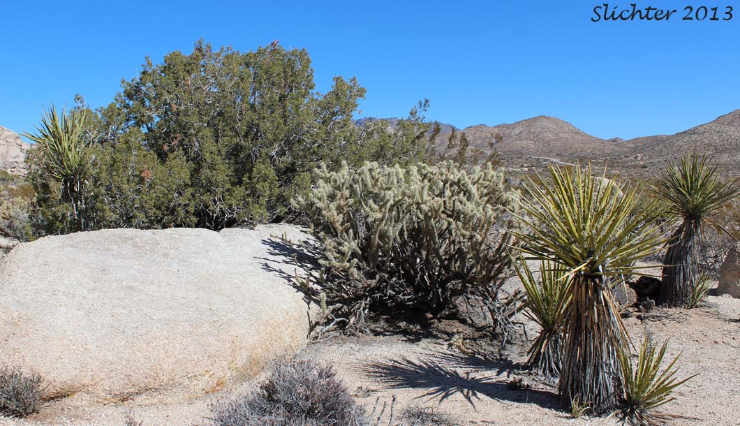 Habitat of California Juniper: Juniperus californica (Synonyms: Juniperus cedrosiana, Juniperus cerrosianus, Juniperus pyriformis, Sabina californica)