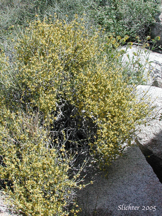 Boundary Ephedra: Ephedra aspera (Synonyms: Ephedra clokeyi, Ephedra fasciculata, Ephedra fasciculata var. clokeyi, Ephedra fasciculata var. fasciculata, Ephedra nevadensis var. aspera, Ephedra peninsularis, Ephedra reedii)