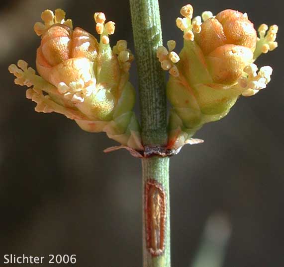 Boundary Ephedra: Ephedra aspera (Synonyms: Ephedra clokeyi, Ephedra fasciculata, Ephedra fasciculata var. clokeyi, Ephedra fasciculata var. fasciculata, Ephedra nevadensis var. aspera, Ephedra peninsularis, Ephedra reedii)