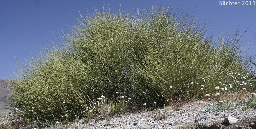 California Ephedra, Desert Tea: Ephedra californica