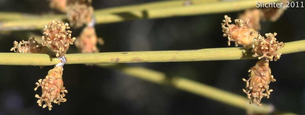 California Ephedra, Desert Tea: Ephedra californica