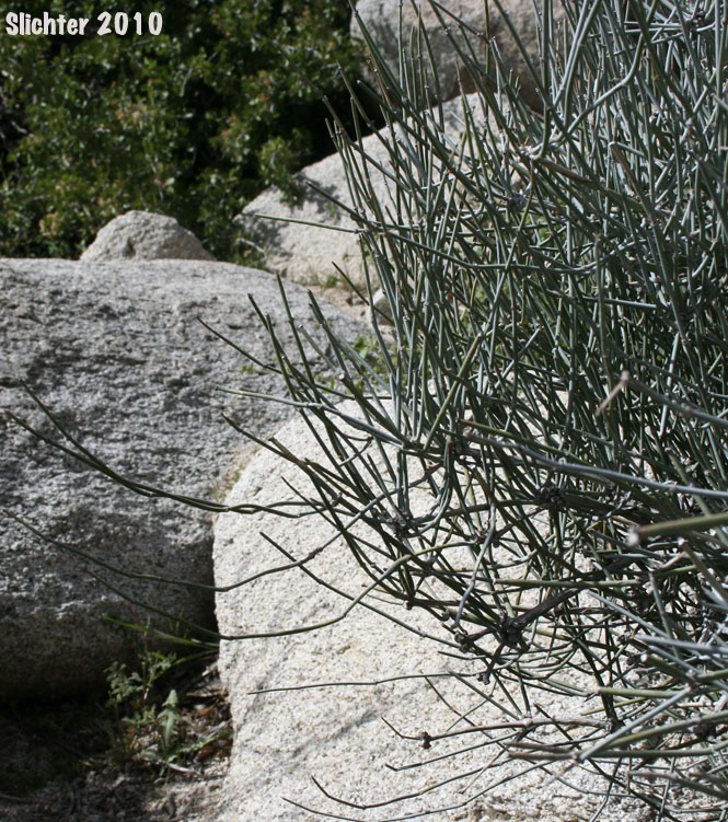 California Ephedra, Desert Tea: Ephedra californica