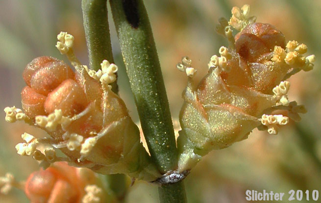 California Ephedra, Desert Tea: Ephedra californica
