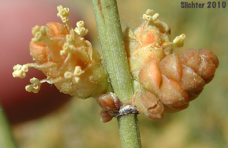 California Ephedra, Desert Tea: Ephedra californica