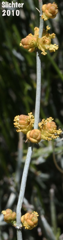 California Ephedra, Desert Tea: Ephedra californica