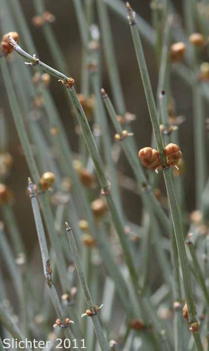 Nevada Ephedra: Ephedra nevadensis (Synonym: Ephedra nevadensis subvar. paucibracteata, Ephedra nevadensis f. rosea)