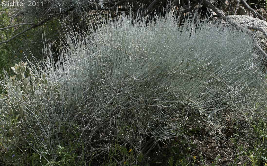 Nevada Ephedra: Ephedra nevadensis (Synonym: Ephedra nevadensis subvar. paucibracteata, Ephedra nevadensis f. rosea)