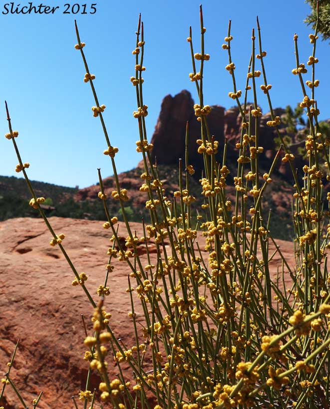 Green Ephedra: Ephedra viridis (Synonyms: Ephedra nevadensis subvar. pluribracteata, Ephedra nevadensis var. viridis)