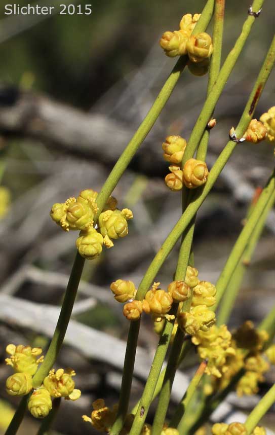 Green Ephedra: Ephedra viridis (Synonyms: Ephedra nevadensis subvar. pluribracteata, Ephedra nevadensis var. viridis)