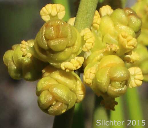 Green Ephedra: Ephedra viridis (Synonyms: Ephedra nevadensis subvar. pluribracteata, Ephedra nevadensis var. viridis)