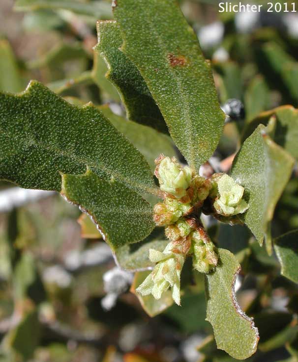 Desert Scrub Oak, Muller Oak, Muller's Oak: Quercus cornelius-mulleri