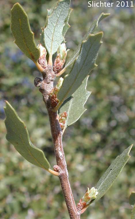 Desert Scrub Oak, Muller Oak, Muller's Oak: Quercus cornelius-mulleri