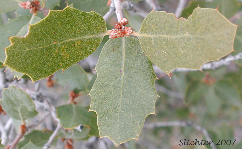 Desert Scrub Oak, Muller Oak, Muller's Oak: Quercus cornelius-mulleri