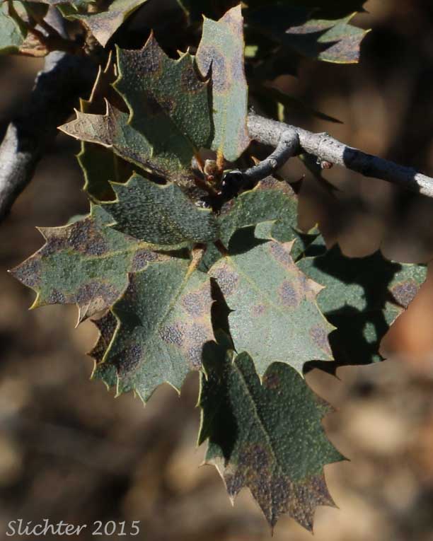 Leaves of Grey Oak, Sonoran Scrub Oak, Shrub Live Oak: The Genus Quercus turbinella (Synonym: Quercus dumosa var. turbinella)