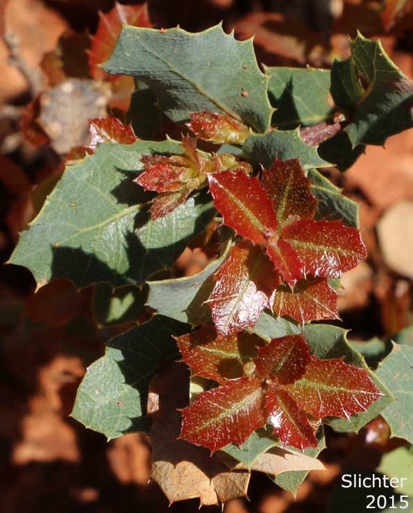 Grey Oak, Sonoran Scrub Oak, Shrub Live Oak: The Genus Quercus turbinella (Synonym: Quercus dumosa var. turbinella)