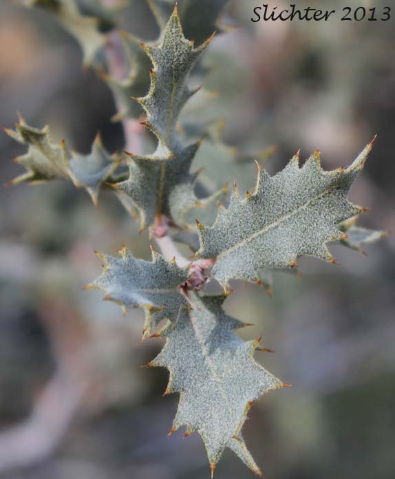 Grey Oak, Sonoran Scrub Oak, Shrub Live Oak: The Genus Quercus turbinella (Synonym: Quercus dumosa var. turbinella)