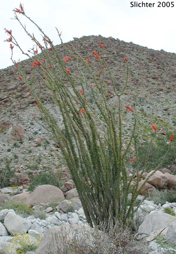 Ocotillo, Coachwhip, Candlewood, Slimwood, Dessert Coral, Jacob's Staff, Jacob's Cactus, Vine Cactus: Fouquieria splendens var. splendens