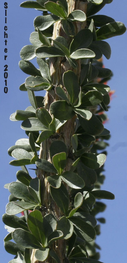 Leaves of Ocotillo, Coachwhip, Candlewood, Slimwood, Dessert Coral, Jacob's Staff, Jacob's Cactus, Vine Cactus: Fouquieria splendens var. splendens
