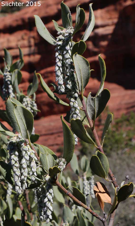 Ashy Silktassel, Ashy Silk Tassel, Quinine Bush, Yellowleaf Silktassel: Garrya flavescens (Synonyms: Garrya flavescens ssp. pallida, Garrya flavescens var. pallida)