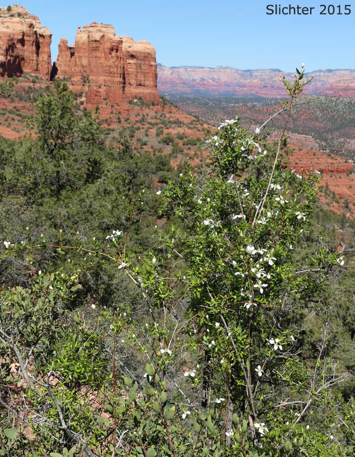 Cliff Fendlerbush: Fendlera rupicola var. rupicola