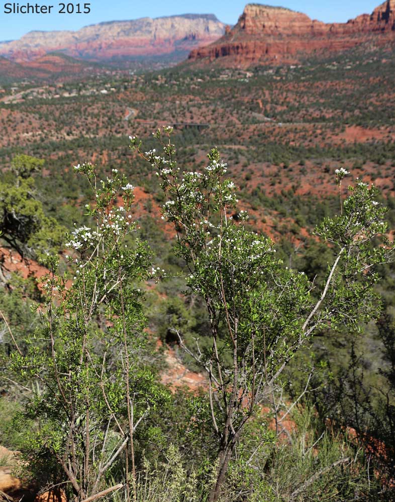 Cliff Fendlerbush: Fendlera rupicola var. rupicola