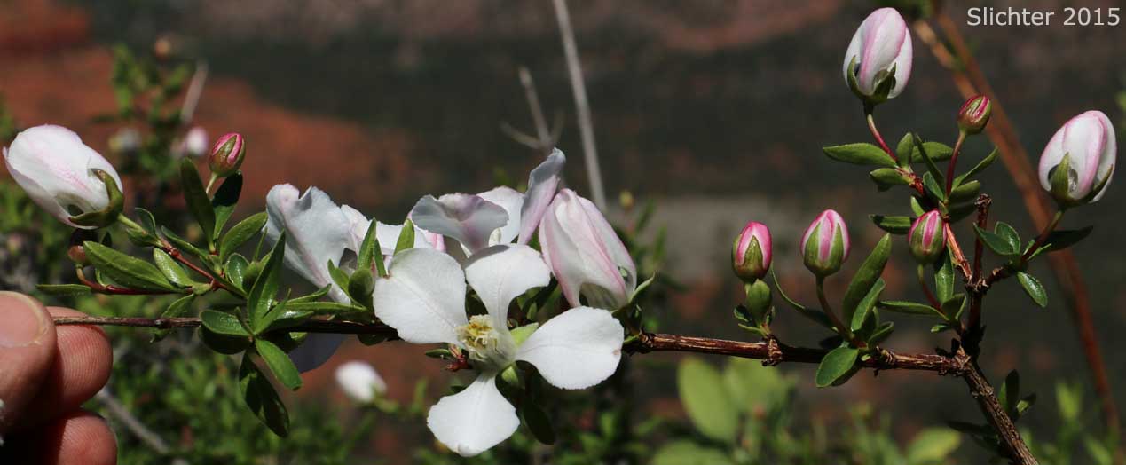 Cliff Fendlerbush: Fendlera rupicola var. rupicola