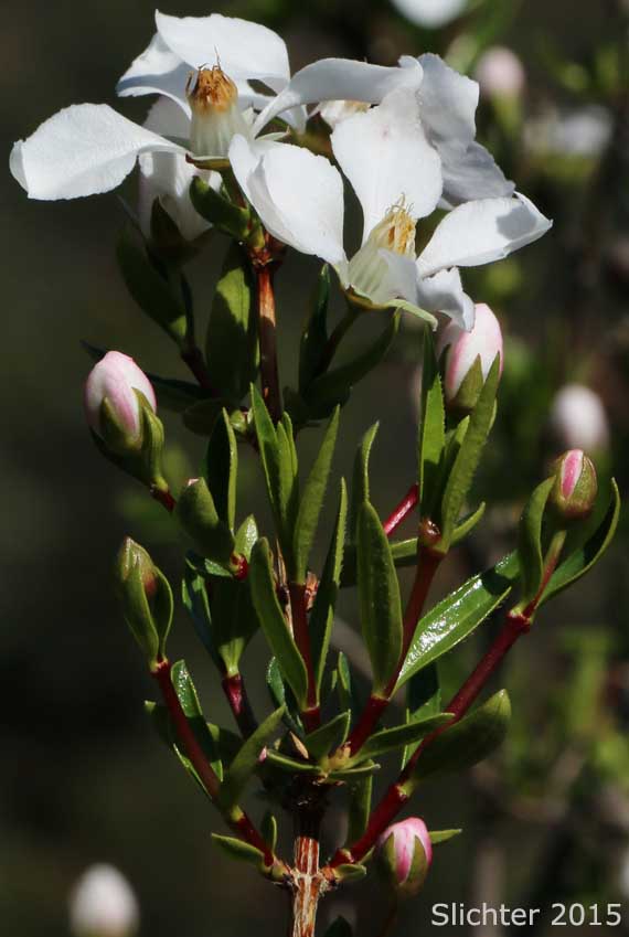 Cliff Fendlerbush: Fendlera rupicola var. rupicola