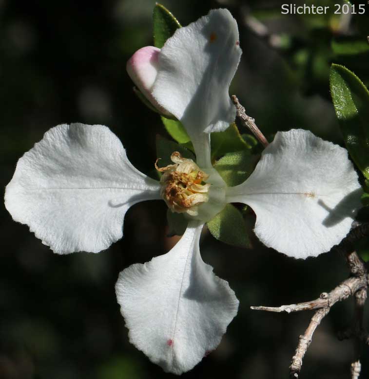 Flower of Cliff Fendlerbush: Fendlera rupicola var. rupicola