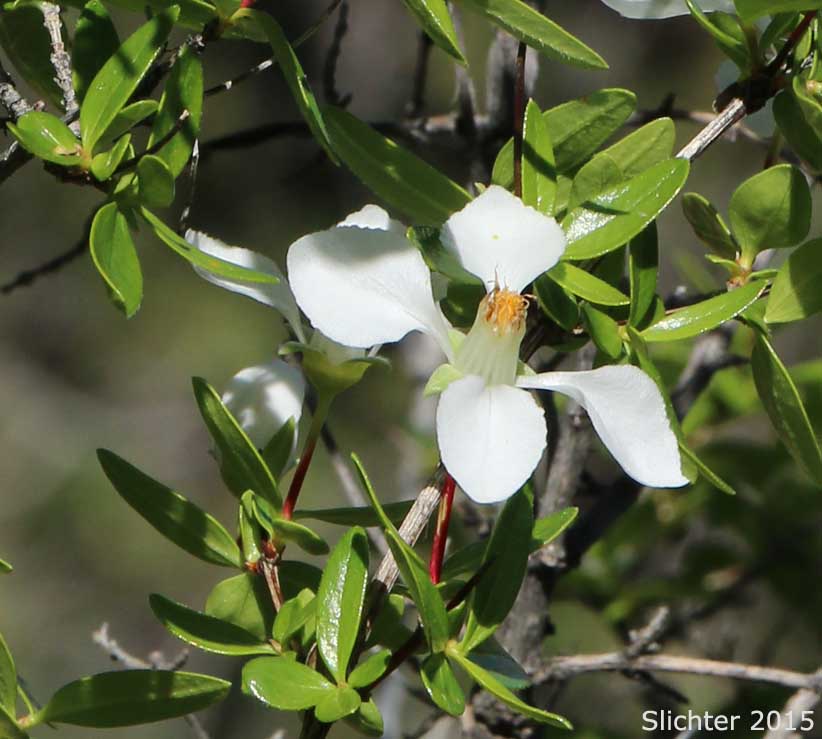 Cliff Fendlerbush: Fendlera rupicola var. rupicola