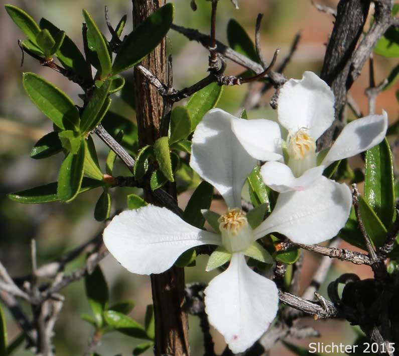 Cliff Fendlerbush: Fendlera rupicola var. rupicola