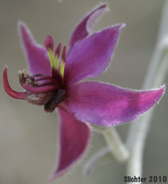 Flower of White Rhatany: Krameria bicolor (Synonyms: Krameria canescens, Krameria grayi)
