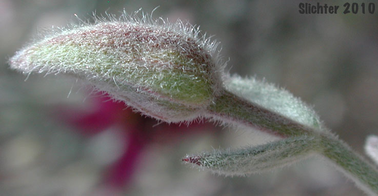 Flower bud of White Rhatany: Krameria bicolor (Synonyms: Krameria canescens, Krameria grayi)