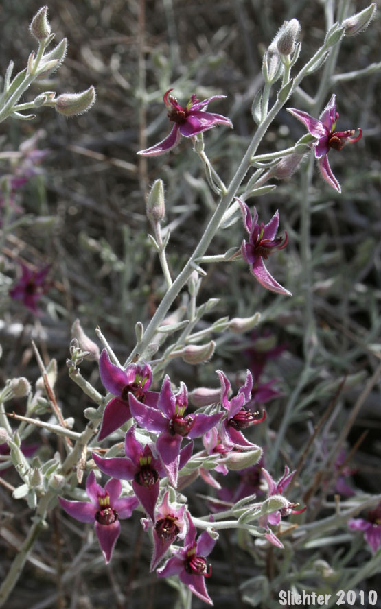 White Rhatany: Krameria bicolor (Synonyms: Krameria canescens, Krameria grayi)