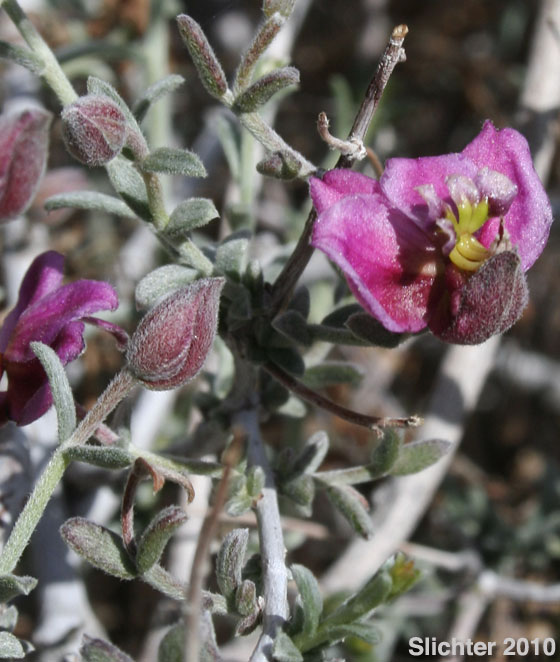 White Rhatany: Krameria bicolor (Synonyms: Krameria canescens, Krameria grayi)