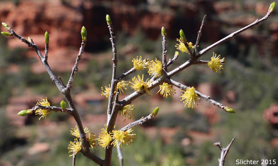 New Mexico Olive, Stretchberry: Forestiera pubescens (Synonyms: Forestiera neomexicana var. arizonica; Forestiera neomexicana var. neomexicana; Forestiera pubescens var. parviflora; Forestiera pubescens var. pubescens)